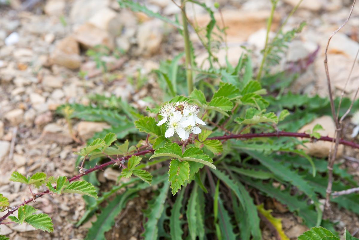 La flora — foto 4