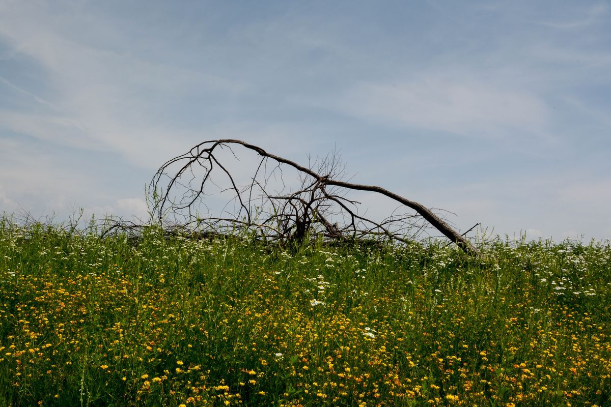 La flora — foto 5
