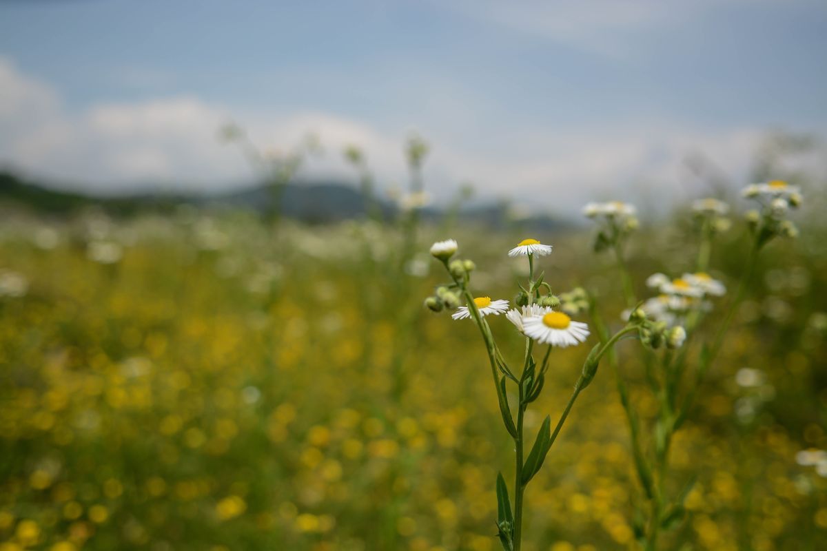 La flora — foto 6