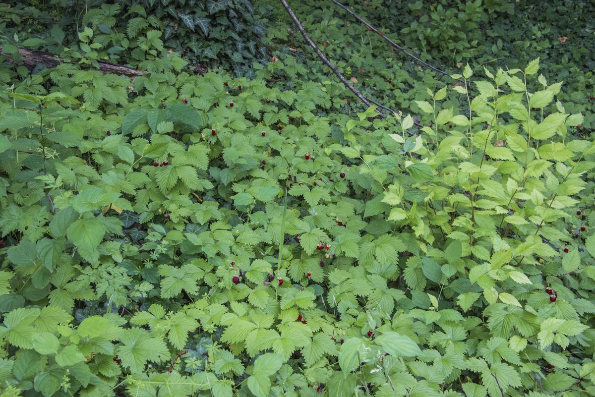 La flora — foto 10