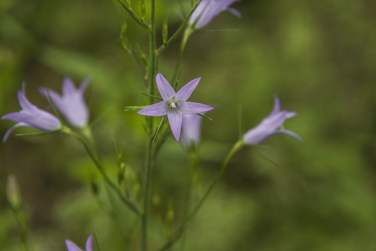 La flora — foto 11