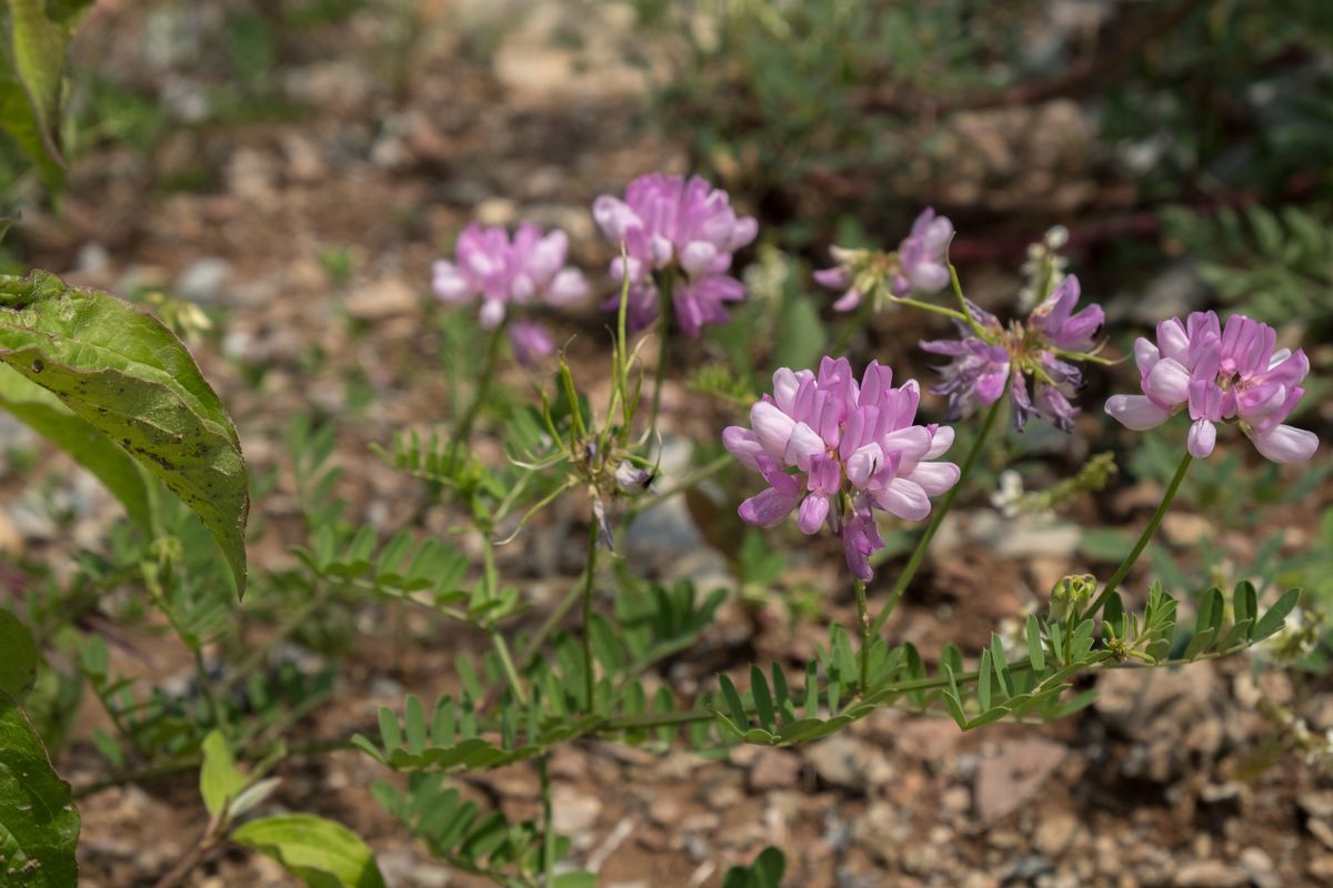 La flora — foto 15