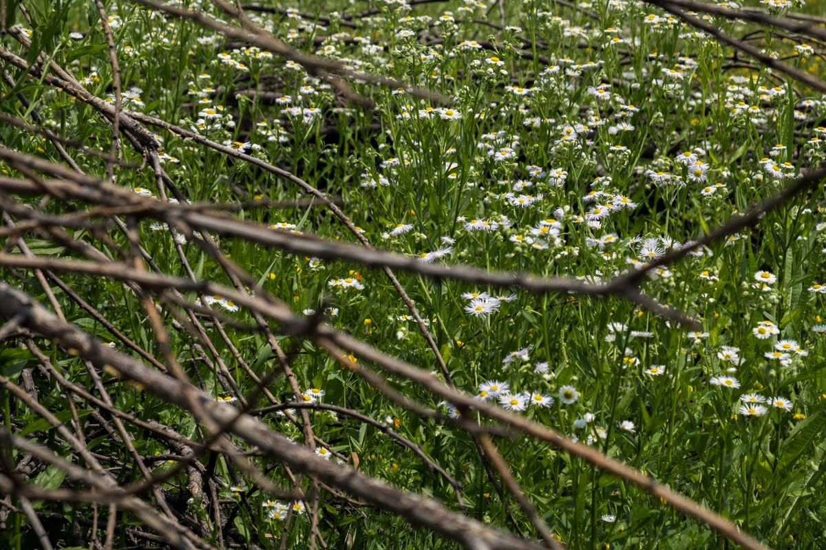 La flora — foto 17
