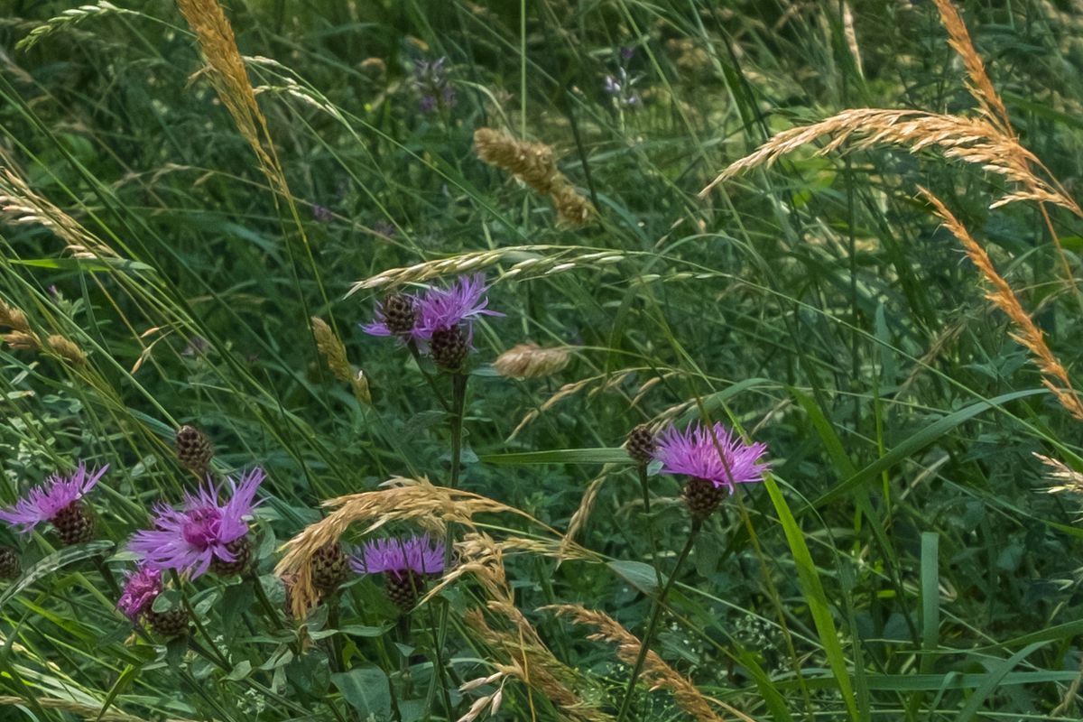 La flora — foto 22