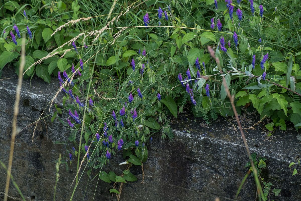 La flora — foto 26