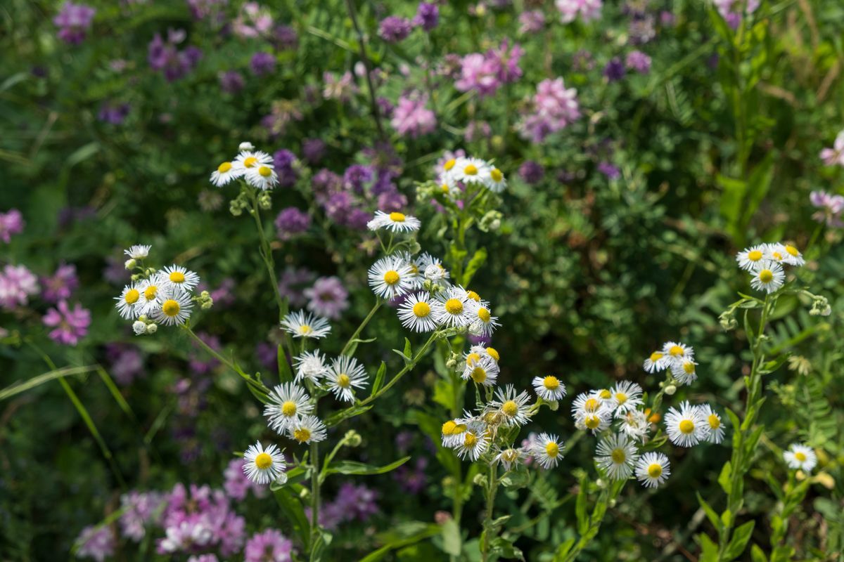 La flora — foto 27