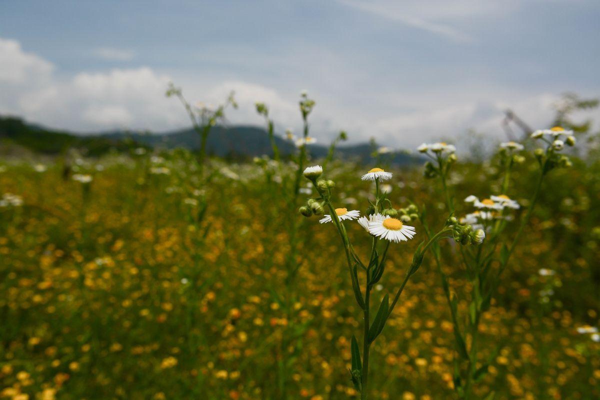 Il paesaggio e l'ambiente — foto 6