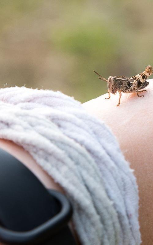 La fauna: gli insetti