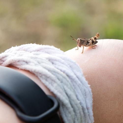 La fauna: gli insetti