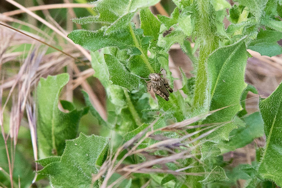 La fauna: gli insetti — foto 2