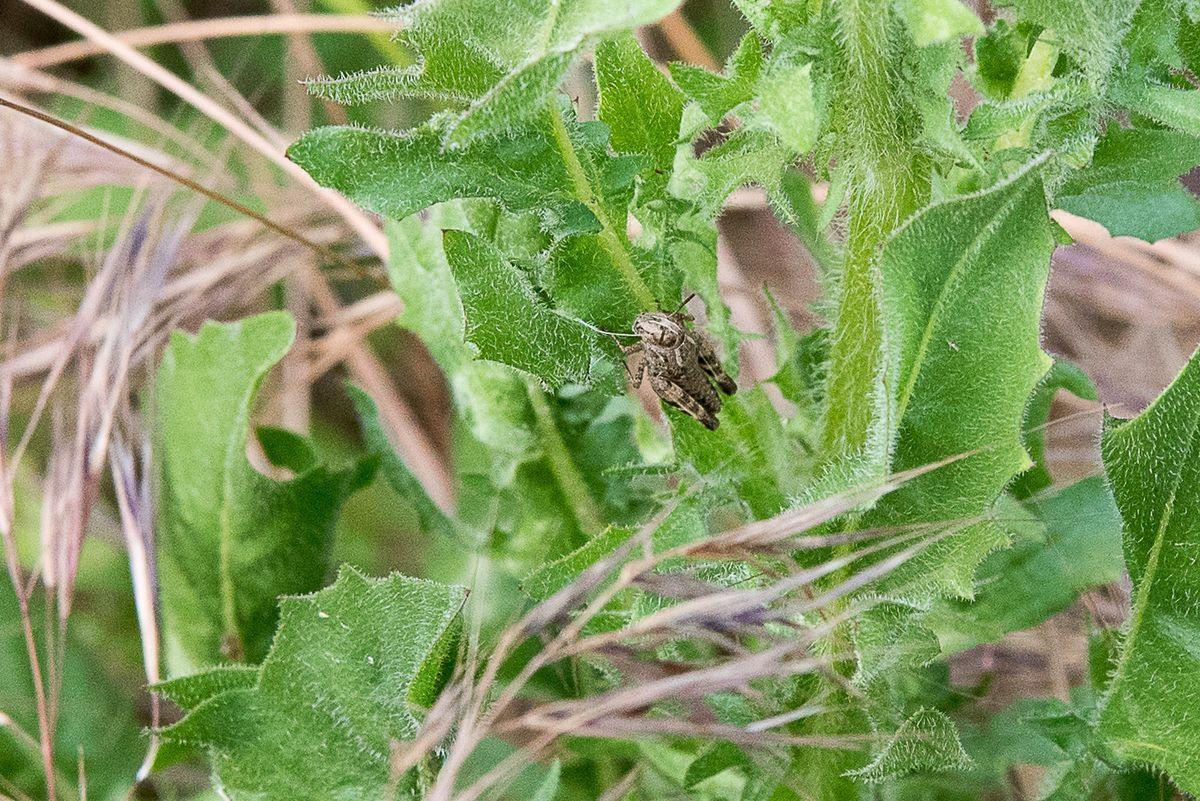 La fauna: gli insetti — foto 2