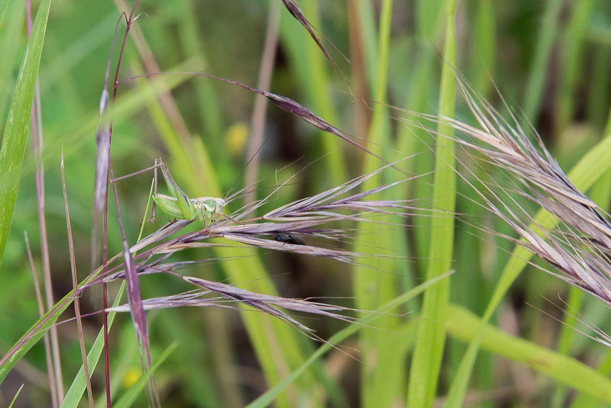 La fauna: gli insetti — foto 4