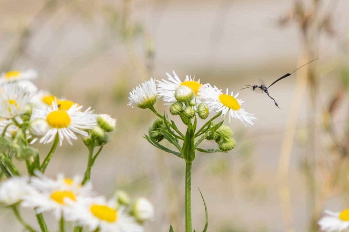 La fauna: gli insetti — foto 6
