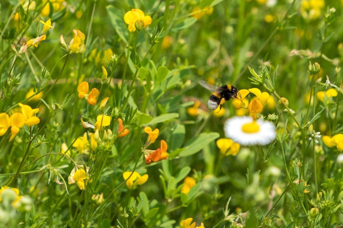 La fauna: gli insetti — foto 7
