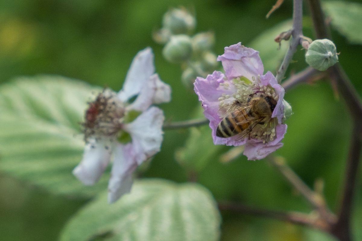La fauna: gli insetti — foto 14