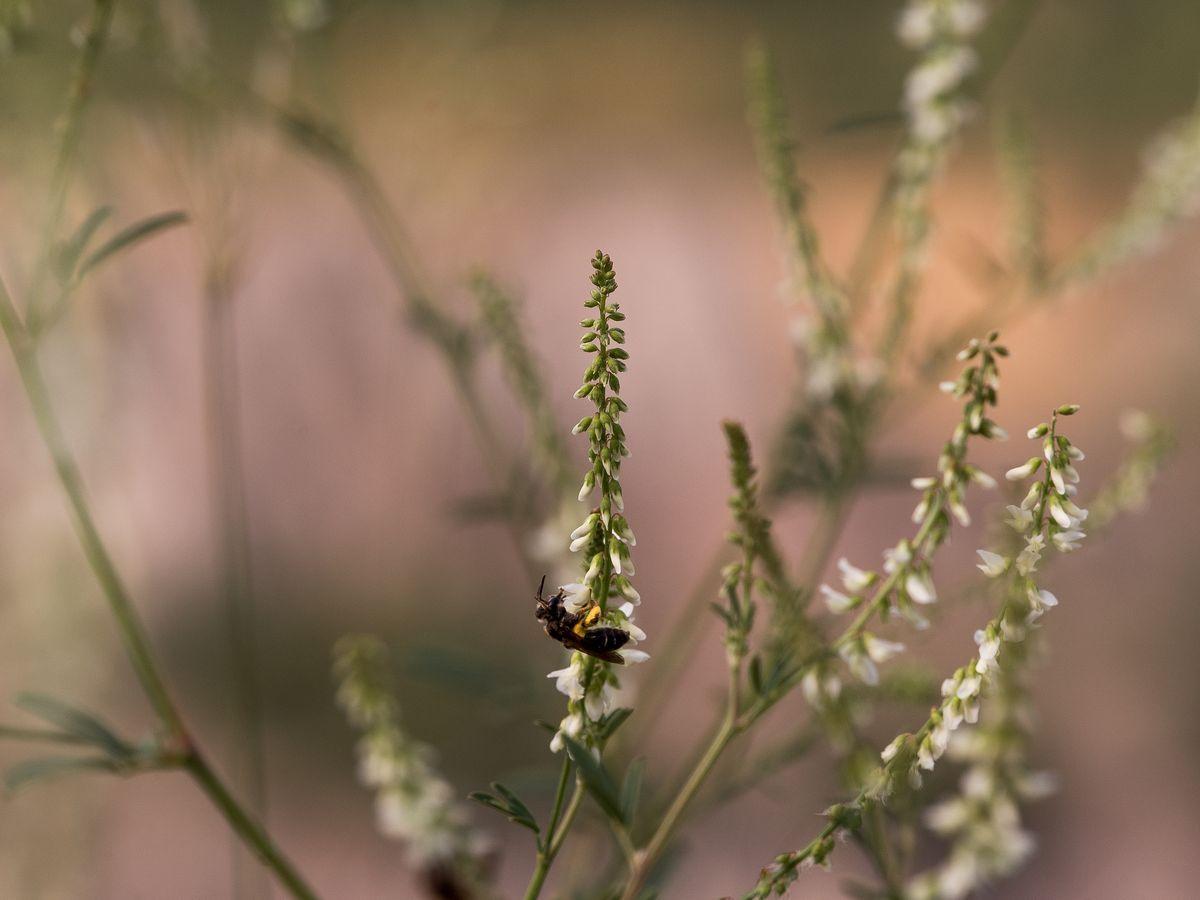 La fauna: gli insetti — foto 16