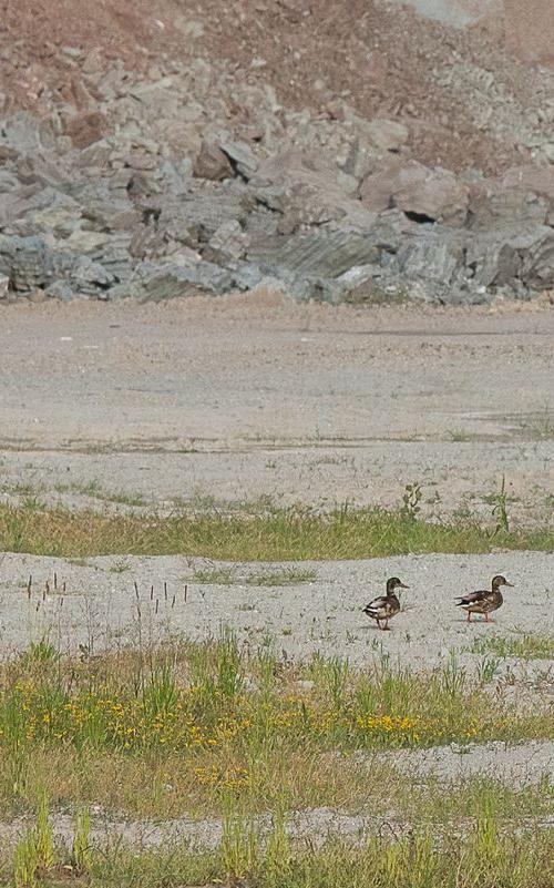 La fauna: gli uccelli