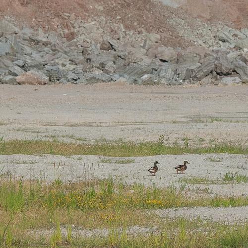 La fauna: gli uccelli