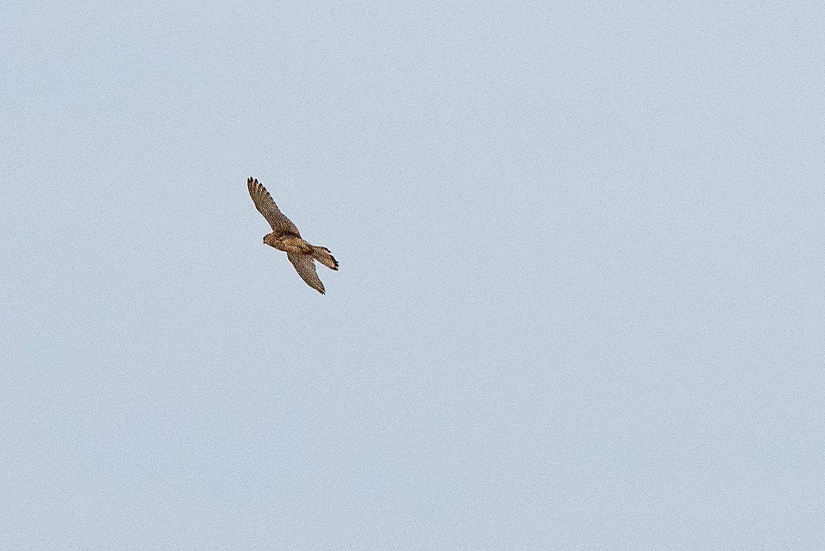 La fauna: gli uccelli — foto 2