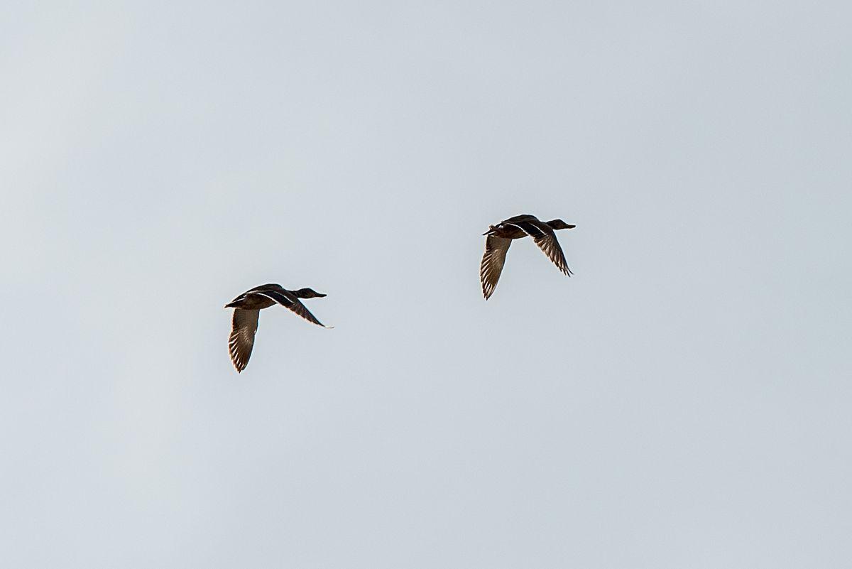 La fauna: gli uccelli — foto 6