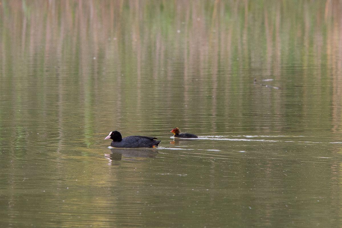 La fauna: gli uccelli — foto 13