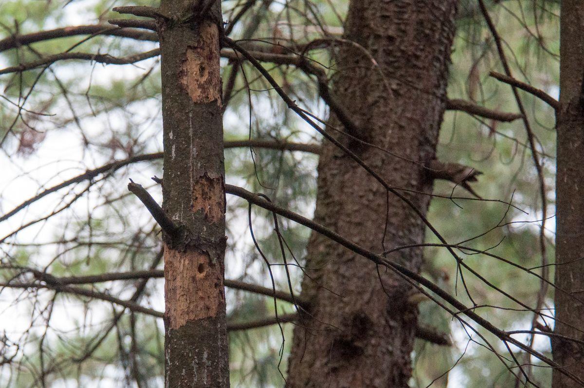 La fauna: gli uccelli — foto 14