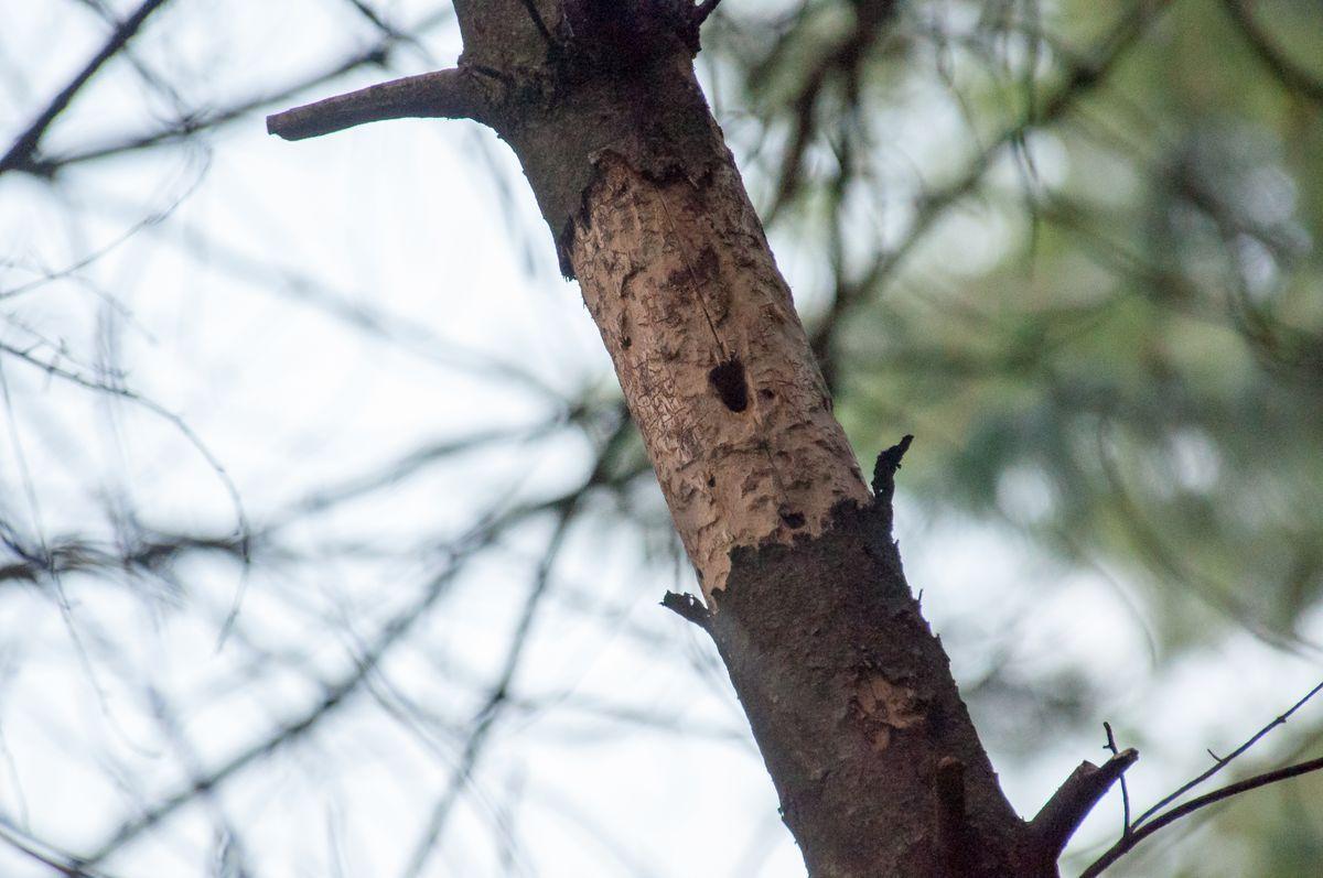 La fauna: gli uccelli — foto 15