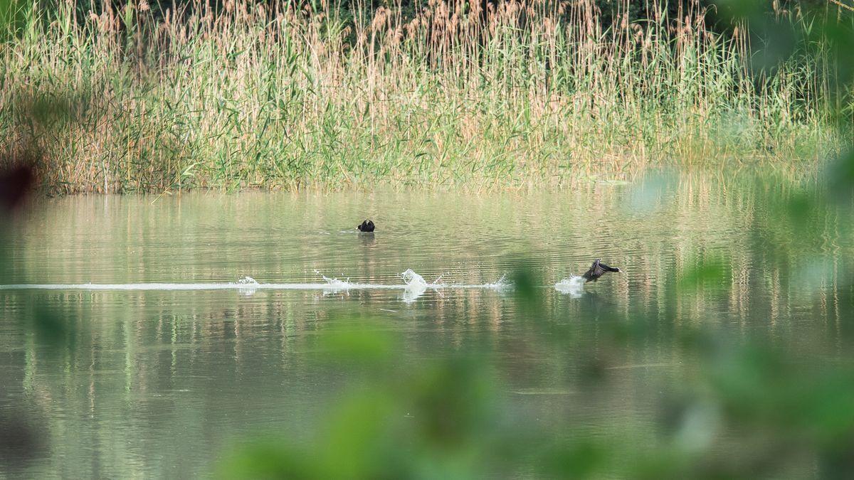 La fauna: gli uccelli — foto 19