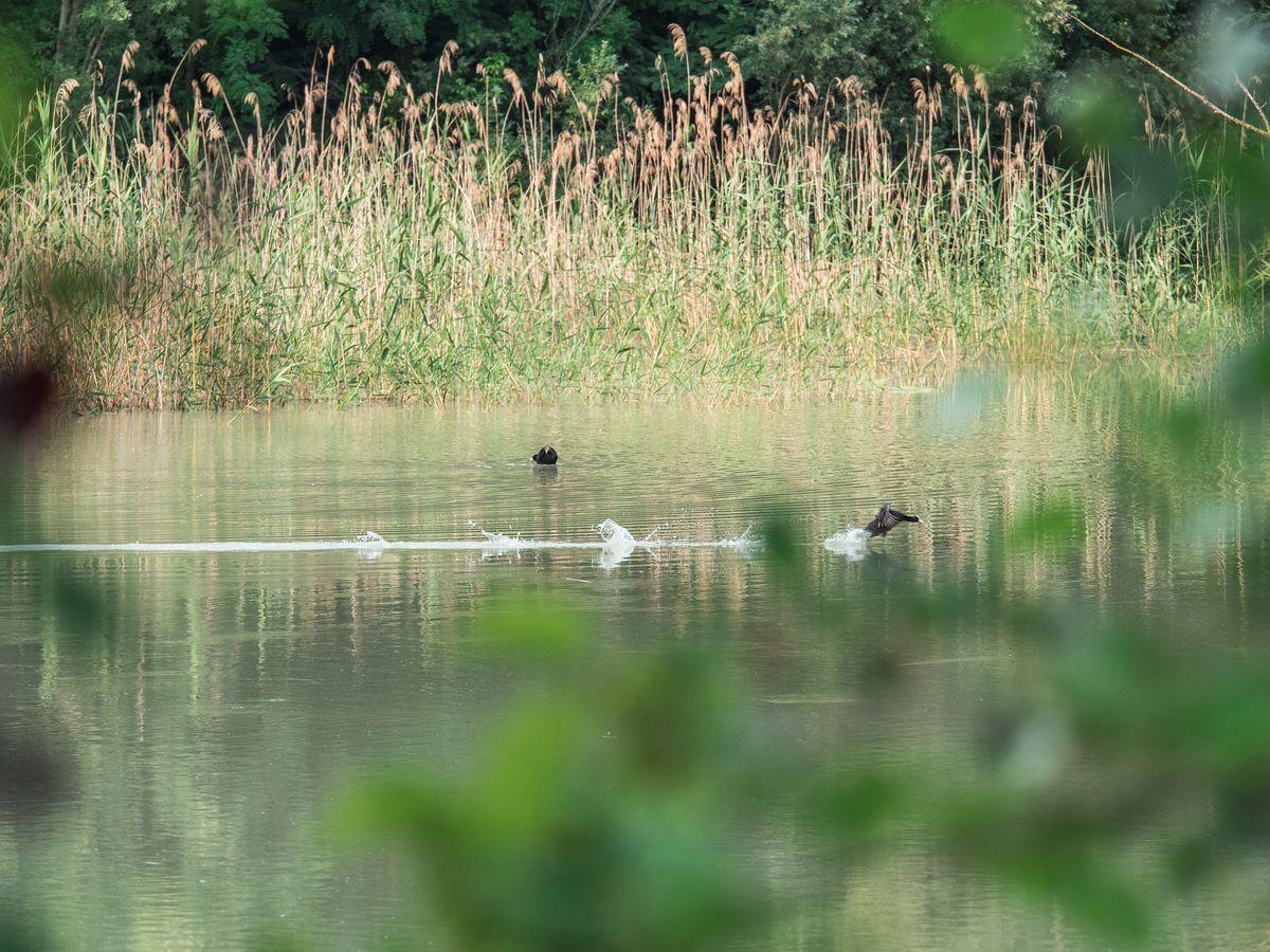 La fauna: gli uccelli — foto 20
