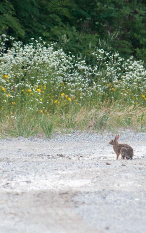 La fauna: i mammiferi