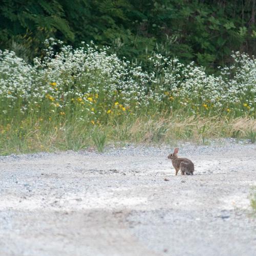 La fauna: i mammiferi