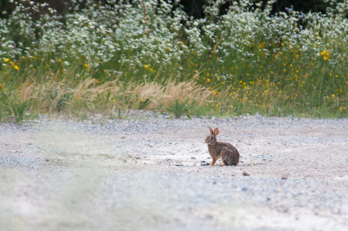 La fauna: i mammiferi — foto 3