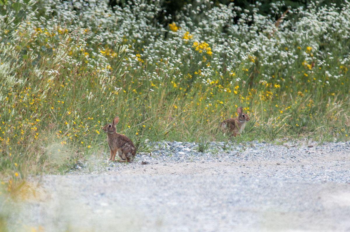La fauna: i mammiferi — foto 5