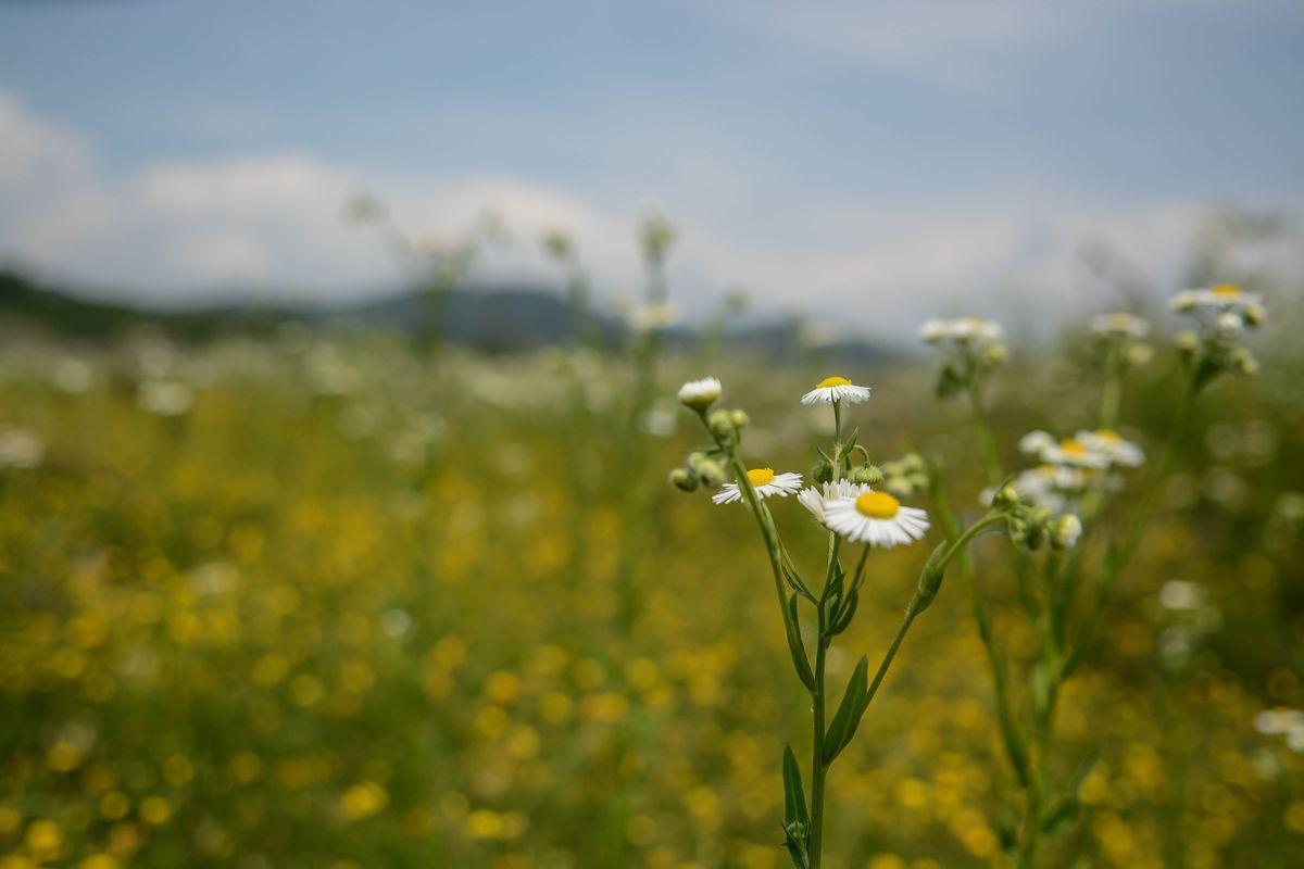 La flora — foto 6