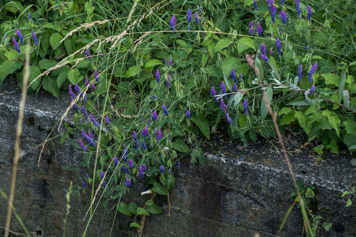 La flora — foto 26